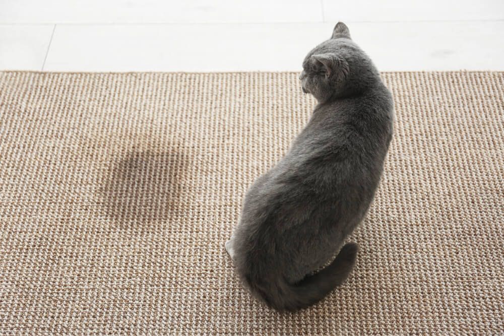 Why Is My Male Cat Urinating All Over The House at Marjorie Lachance blog